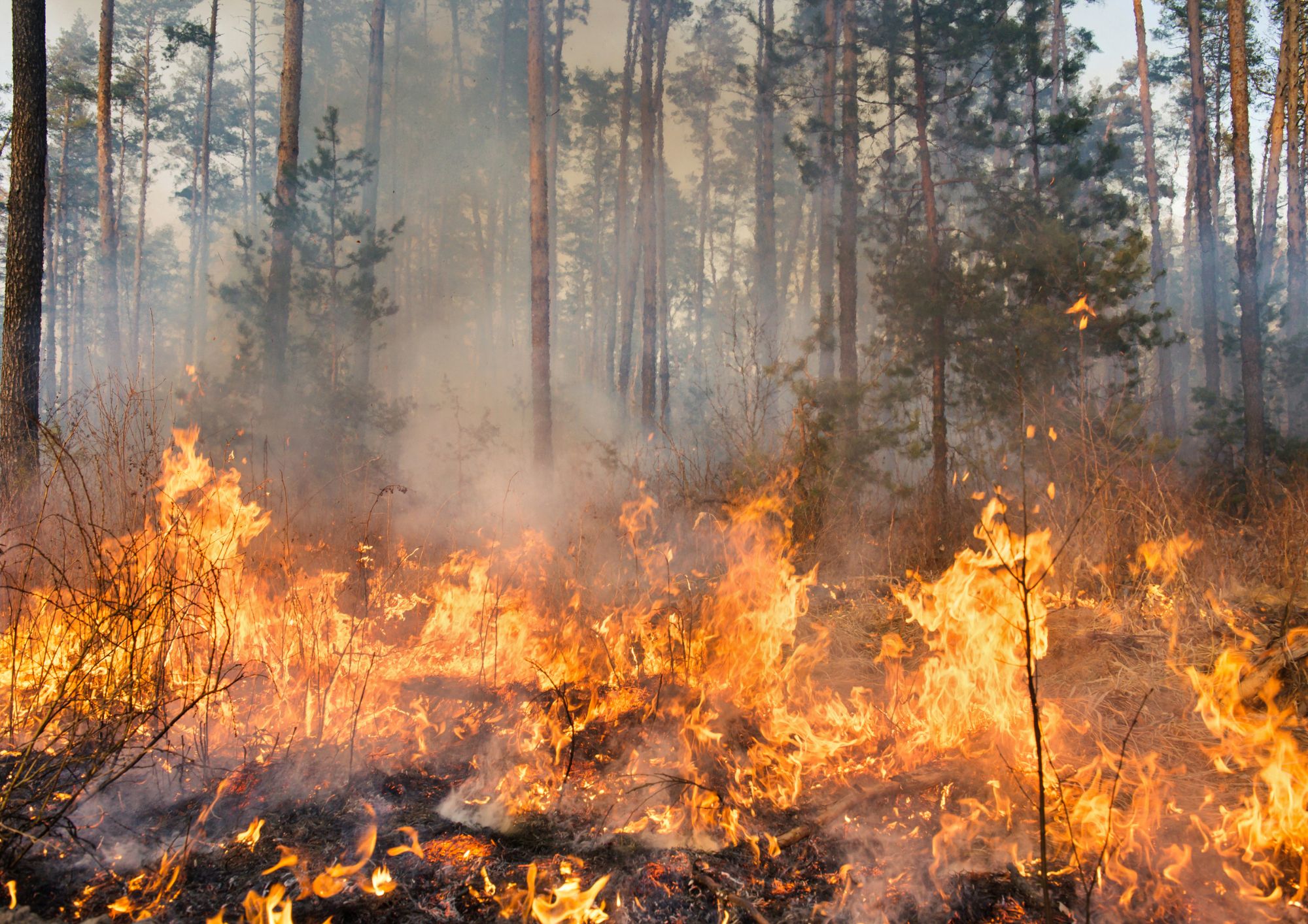 Delphine Bürkli à propos de l’incendie en forêt de Fontainebleau